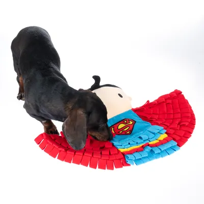 Cane che gioca con un gioco di Superman in tessuto, visibili mantello rosso e costume blu.