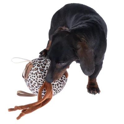Hund leger med et boldlegetøj med leopardmønster og brune stofbånd.
