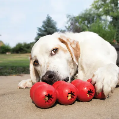 Dog playing with red chew toys filled with treats. Product demonstrates use of interactive toy for dogs.