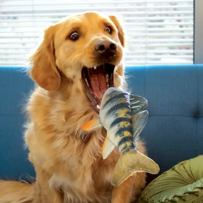 Hund spielt mit einem Fisch-förmigen Spielzeug auf einem Sofa. Produkt zeigt interaktives Hundespielzeug in Form eines Fisches.