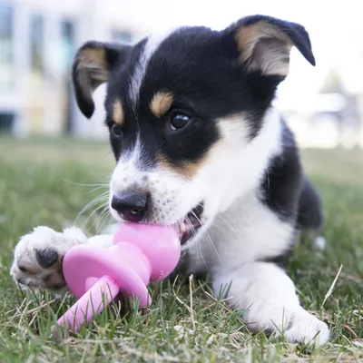 Chiot noir et blanc couché sur l’herbe, mâchant un jouet pour chien en plastique rose en forme de spirale.