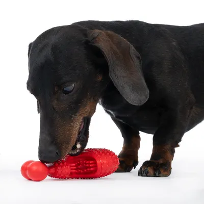 Hund leger med rødt tyggelegetøj af plast med nopret struktur.
