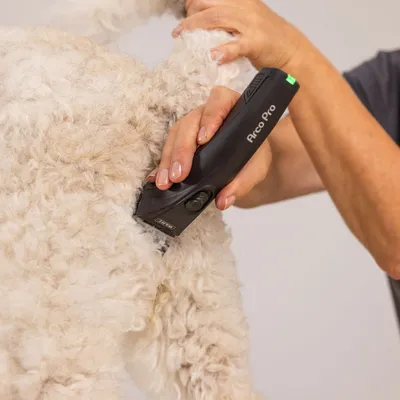 Schermaschine WAHL® Arco Pro