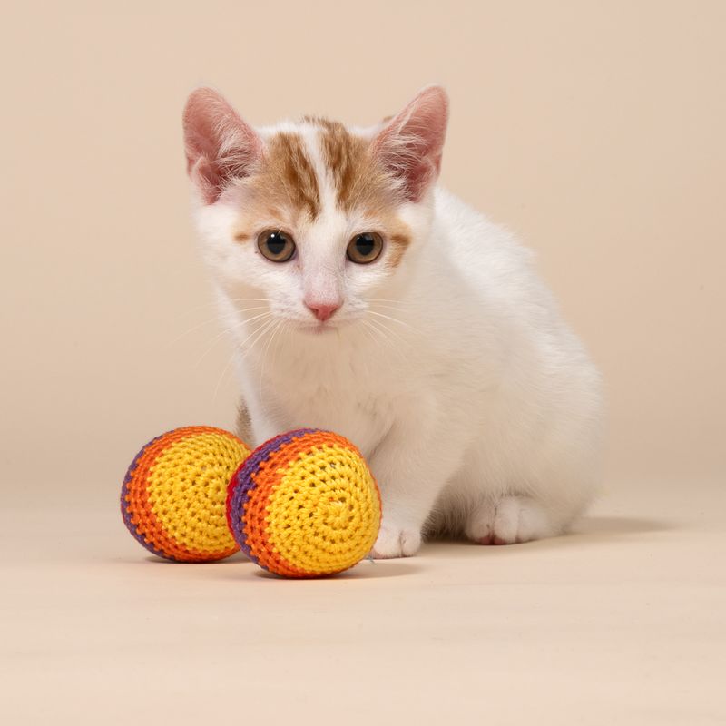 TIAKI Hacky Sacks til katte
