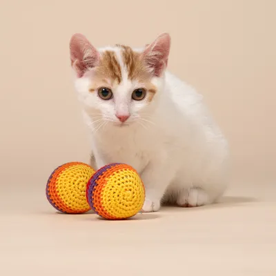 TIAKI Hacky Sacks for katter