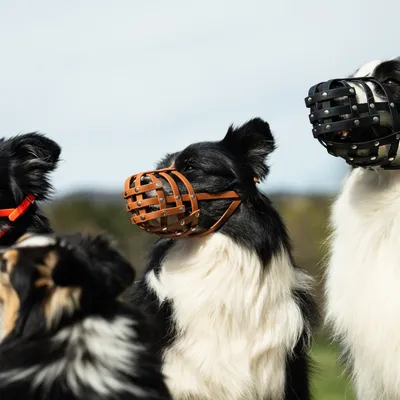 Mehrere Hunde tragen Maulkörbe aus Leder und Metall in verschiedenen Farben, geeignet für Sicherheit und Kontrolle.