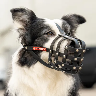 COLORI® 2.0 Muselière Chien de berger M, noir