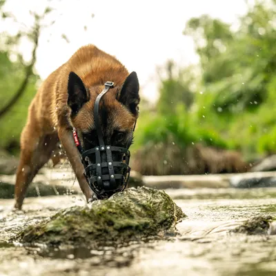 Perro con bozal negro de cuero con tachuelas, de pie en un arroyo poco profundo. Entorno: naturaleza con plantas verdes y piedras.