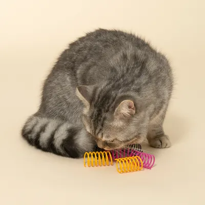Grå kat leger med farverige spiral-fjedre i gul, pink og orange.