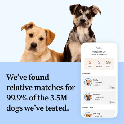 Text states: 'We’ve found relative matches for 99.9% of the 3.5M dogs we’ve tested.' App screen shows a list of dog relatives, including close and extended family.
