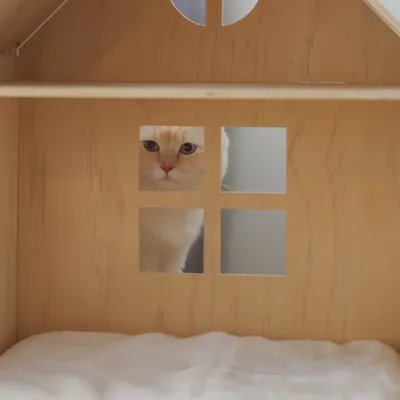 Wooden house with window and soft lying surface, cat looking through the window.