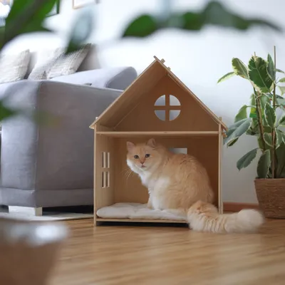 Wooden house with window and door, suitable as a retreat for pets. Beige cat sitting on a padded cushion inside the house.