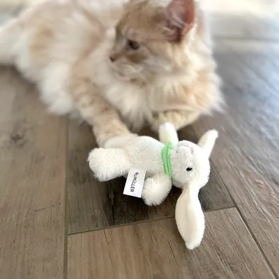 Giocattolo di peluche a forma di coniglio bianco con collare verde ed etichetta 'Müller' su pavimento in legno. Gatto sfocato sullo sfondo.