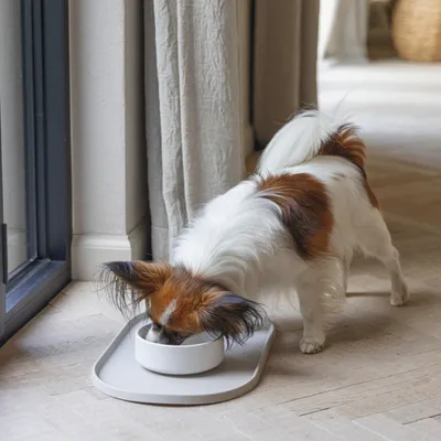 Petit chien blanc et marron mangeant dans une gamelle blanche posée sur un tapis antidérapant, à l’intérieur près d’une fenêtre.