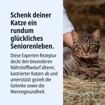 Formule experte pour chats âgés stérilisés : répond aux besoins nutritionnels spécifiques, soutient les articulations et la santé rénale. Une vie de senior pleinement épanouie. Formule experte pour chats âgés stérilisés : répond aux besoins nutritionnels spécifiques, soutient les articulations et la santé rénale. Une vie de senior pleinement épanouie.