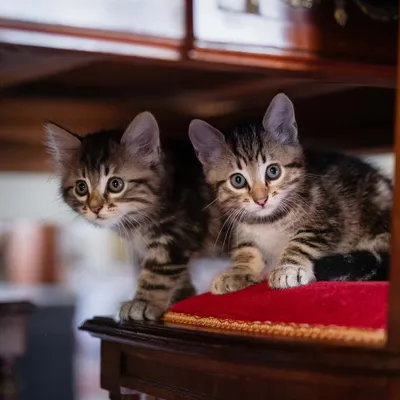 Virbac Veterinary HPM Baby Pre-Neutered Cat Virbac Veterinary HPM Baby Pre-Neutered Cat