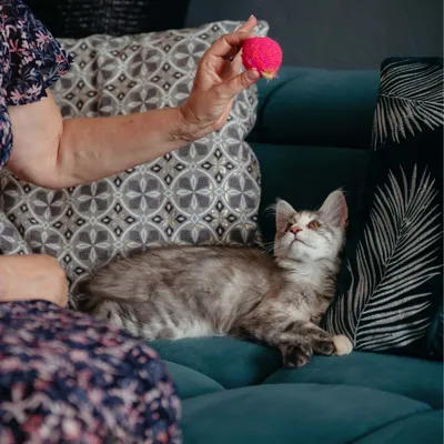 Una persona sostiene un juguete para gatos rosa frente a un gato tumbado en el sofá, para demostrar el uso del juguete.