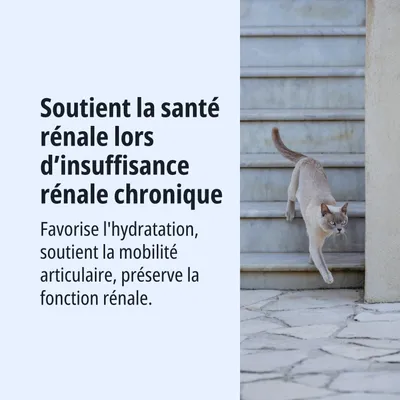 Soutient la santé rénale en cas d'insuffisance rénale chronique, favorise l'hydratation, aide à la mobilité des articulations et maintient la fonction rénale. Soutient la santé rénale en cas d'insuffisance rénale chronique, favorise l'hydratation, aide à la mobilité des articulations et maintient la fonction rénale.