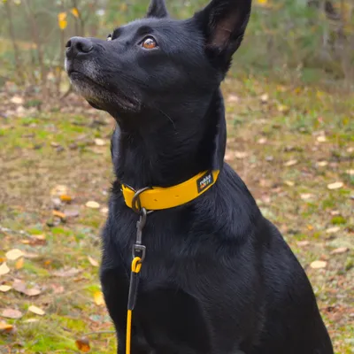 Rukka Biodipro Laisse pour chien , jaune