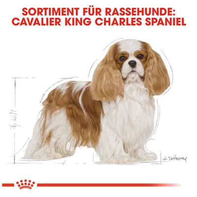 Sortiment za pasme psov: Cavalier King Charles Spaniel. Ilustracija psa z merami in logotip Royal Canin.