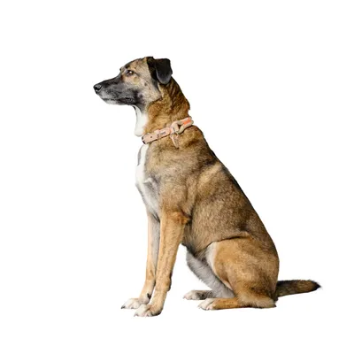 Zgardă HUNTER Malia, bej/natural