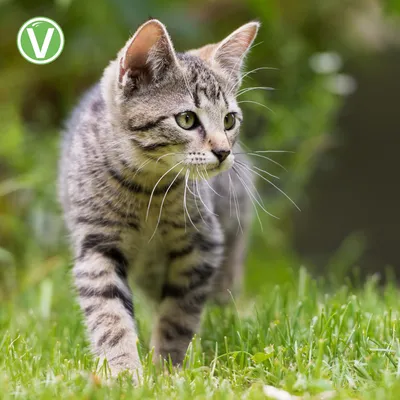 Vetlando Kokolaurin Zecken- & Floh-Halsband Katze