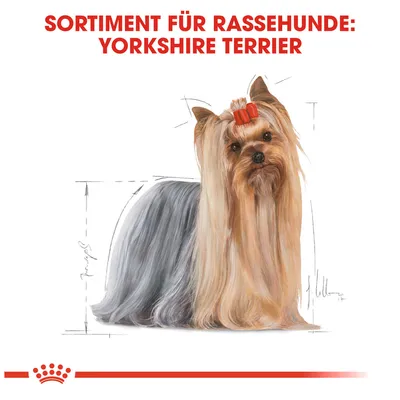 Sortiment für Rassehunde: Yorkshire Terrier. Illustration eines Yorkshire Terriers mit langen Haaren und roter Schleife.