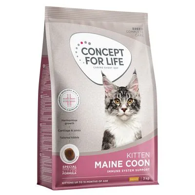 Concept for Life Maine Coon Kitten 