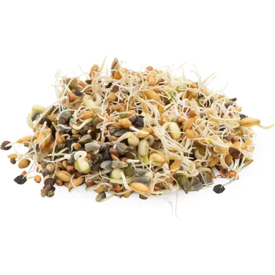 JR Farm Fresh ! Nourriture germée pour perroquet