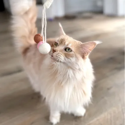 Aumüller Jouet pour chat Loopy Spiral