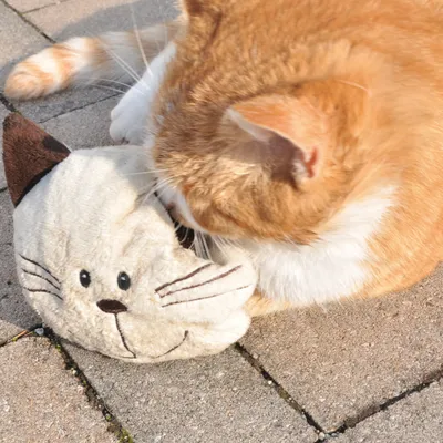 Aumüller Coussin de jeu pour chat Baldi Willy