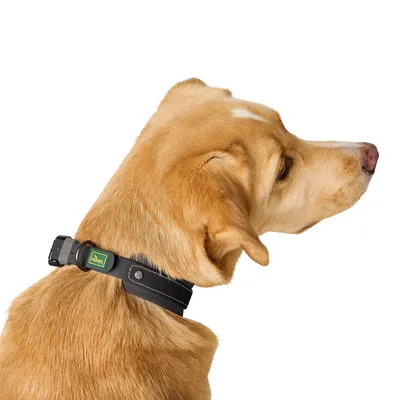 HUNTER Zgardă Havana, negru