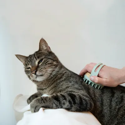 Siva tigrasta mačka leži dok je osoba četka zelenom četkom s plastičnom drškom na ruci. Prikaz upotrebe četke za njegu dlake kućnih ljubimaca.