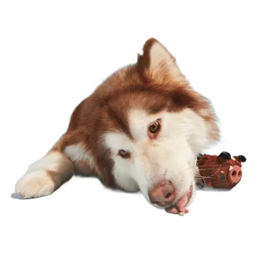 Bark zabawka dla psa Wild Boris