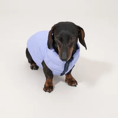 Kleiner Hund trägt eine hellblaue, gesteppte Jacke mit Reißverschluss vorne. Kleiner Hund trägt eine hellblaue, gesteppte Jacke mit Reißverschluss vorne.
