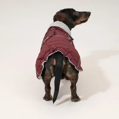 Nomad Tales Spirit Softshell-Hundemantel, burgunderrot Nomad Tales Spirit Softshell-Hundemantel, burgunderrot