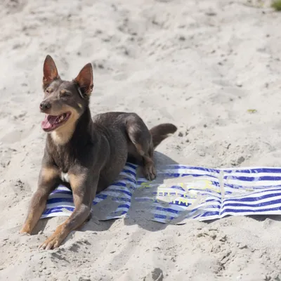 Beeztees Kühlmatte Hello Summer