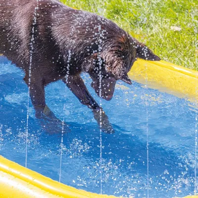 Beeztees hundpool Palmy