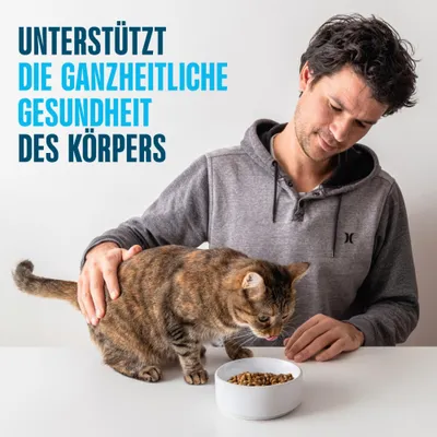 Favorise la santé holistique du corps. Un homme caresse un chat qui mange des croquettes dans une gamelle. Favorise la santé holistique du corps. Un homme caresse un chat qui mange des croquettes dans une gamelle.