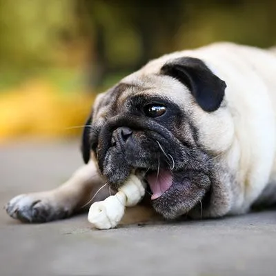 Mopshond met opgerold kauwbot in de bek, liggend op een stenen ondergrond. Hond toont gebruik van hondensnack.