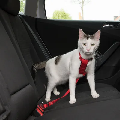 Červený bezpečnostní postroj s vodítkem pro domácí mazlíčky, upevněný na autosedačce.