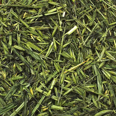 Close-up of green, chopped hay, suitable as animal feed.