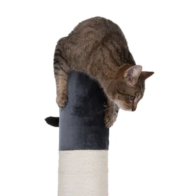 Chat tigré posé sur le dessus d’un griffoir cylindrique recouvert de tissu gris et de corde en sisal claire, sans marque visible.