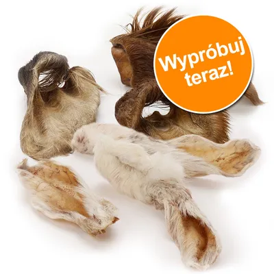 Suszone uszy zwierząt z sierścią, różne kolory i kształty. Pomarańczowe koło z napisem: Wypróbuj teraz!