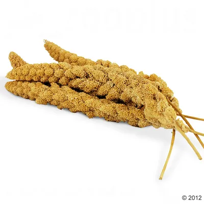 JR Birds Kolbehirse, gul