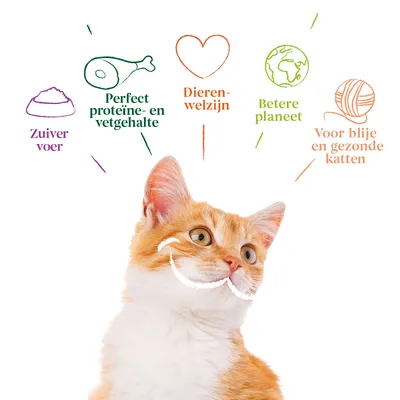 Zuiver voer, perfect proteïne- en vetgehalte, dierenwelzijn, betere planeet, voor blije en gezonde katten. Tekst met illustraties boven een oranje-witte kat.