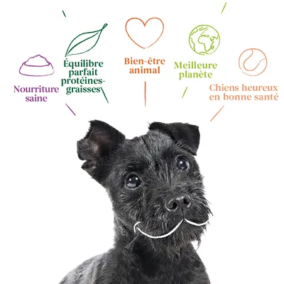 Nourriture saine, Équilibre parfait protéines-graisses, Bien-être animal, Meilleure planète, Chiens heureux en bonne santé (textes autour d’un chien noir)