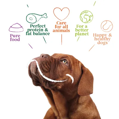 Pure food, perfect protein and fat balance, care for all animals, for a better planet, happy and healthy dogs. Five product benefits shown above a dog image.
