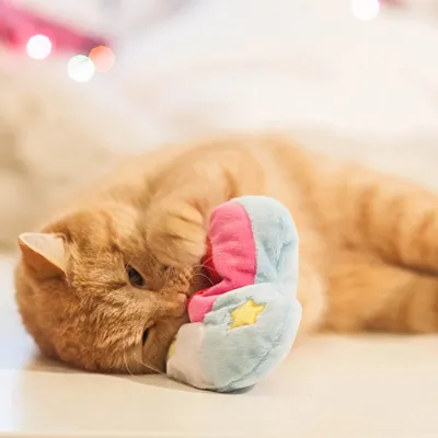 Katze spielt mit einem bunten Plüschspielzeug in Form eines Halbmonds mit Sternen.