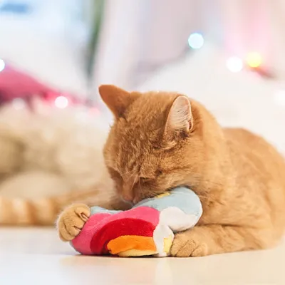 Rote Katze spielt mit einem bunten Stoffspielzeug in Regenbogenfarben auf hellem Boden.